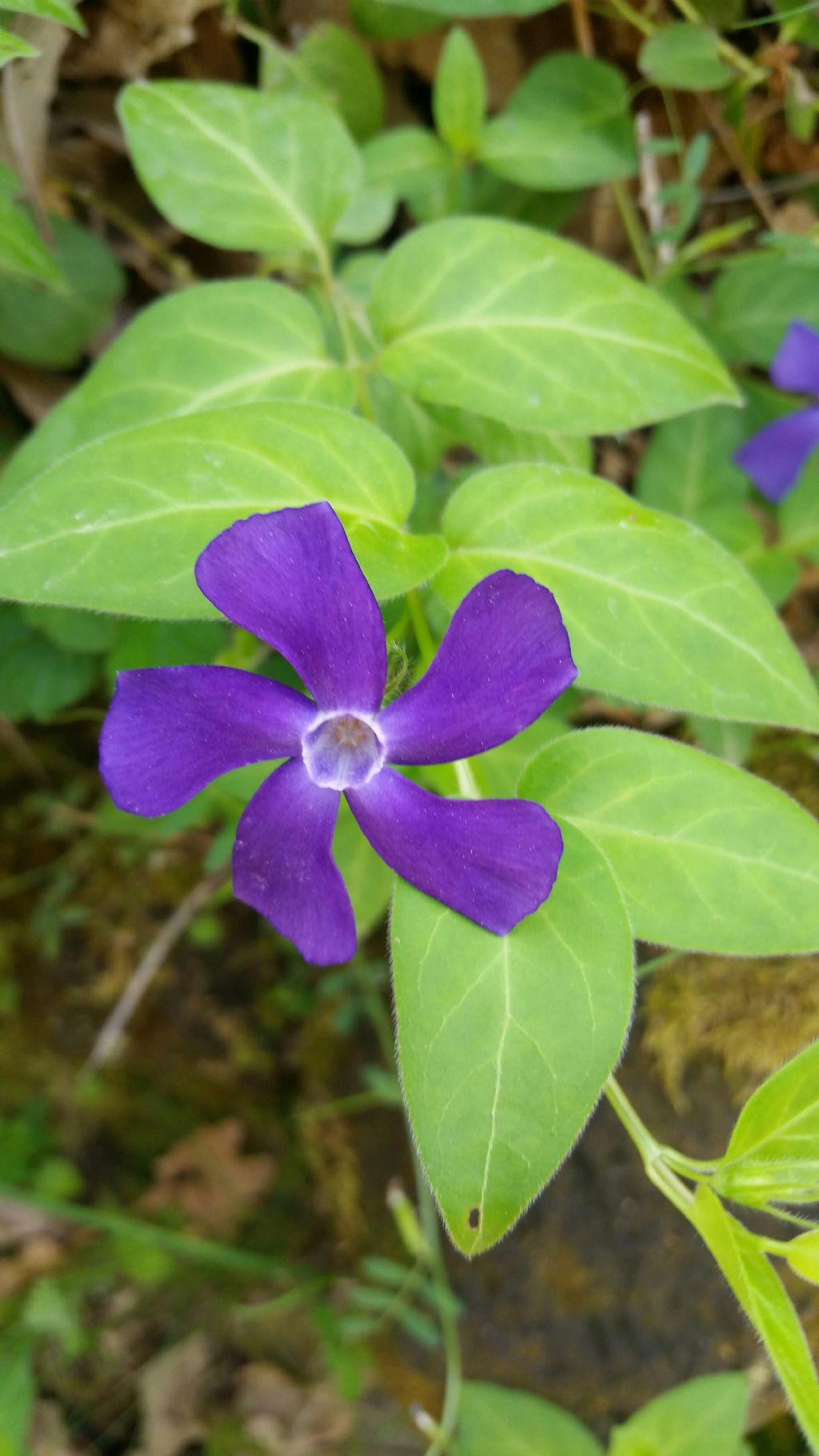 Vinca major / Pervinca maggiore